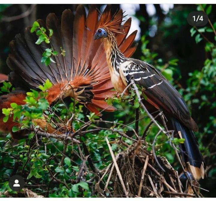 Отель Amazon Gero Tours Careiro da Varzea Экстерьер фото